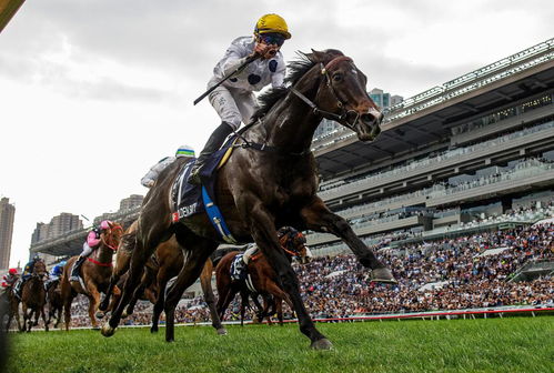 香港特马王资料免费公开|深度分析解释落实_尊贵款.0.796